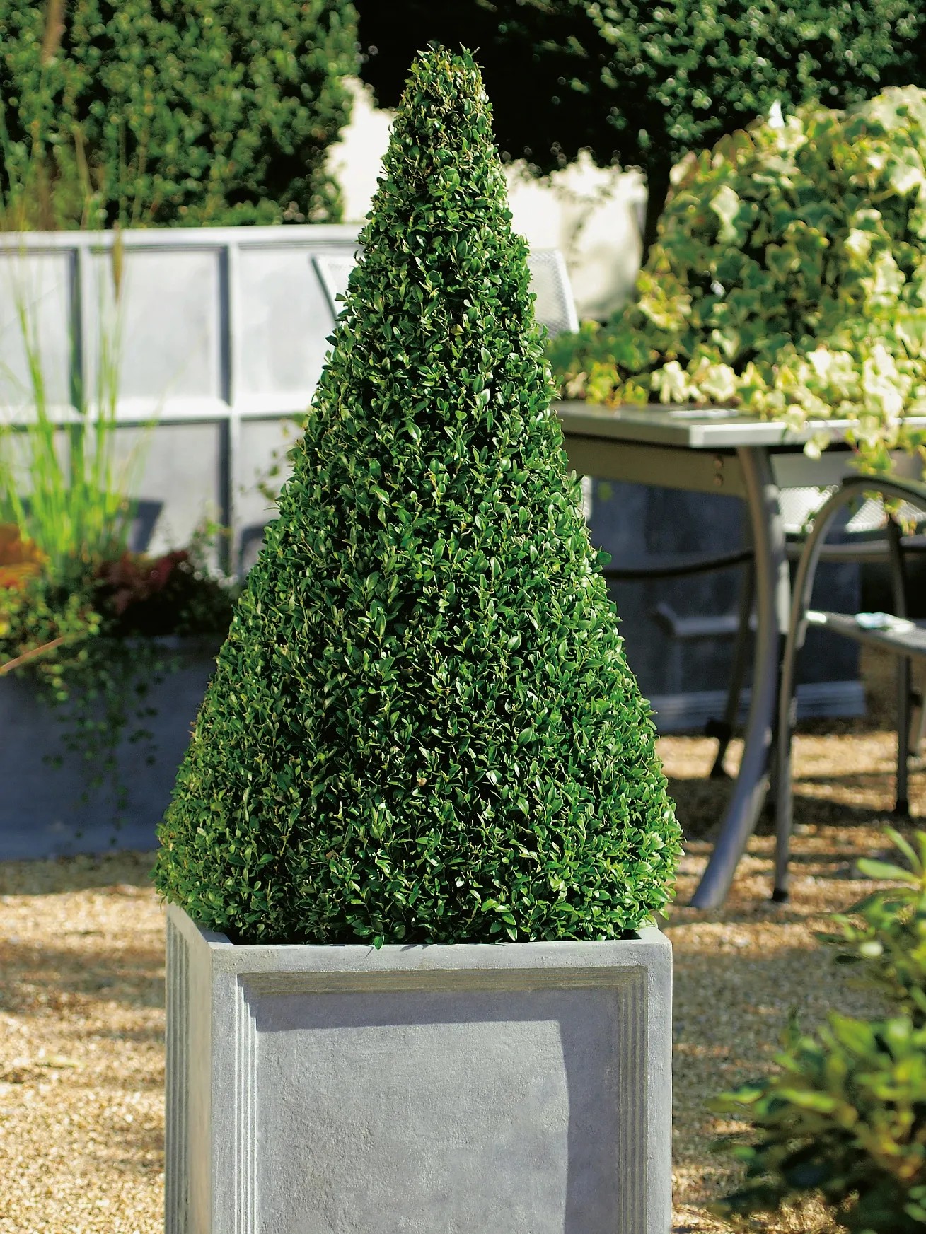 Buxus piramis cserépben, kb. 60-70 cm magas, formázott fa a kertbe és az erkélyre. Buxus piramis cserépben, kb. 60-70 cm magas, formázott fa a kertbe és az erkélyre.