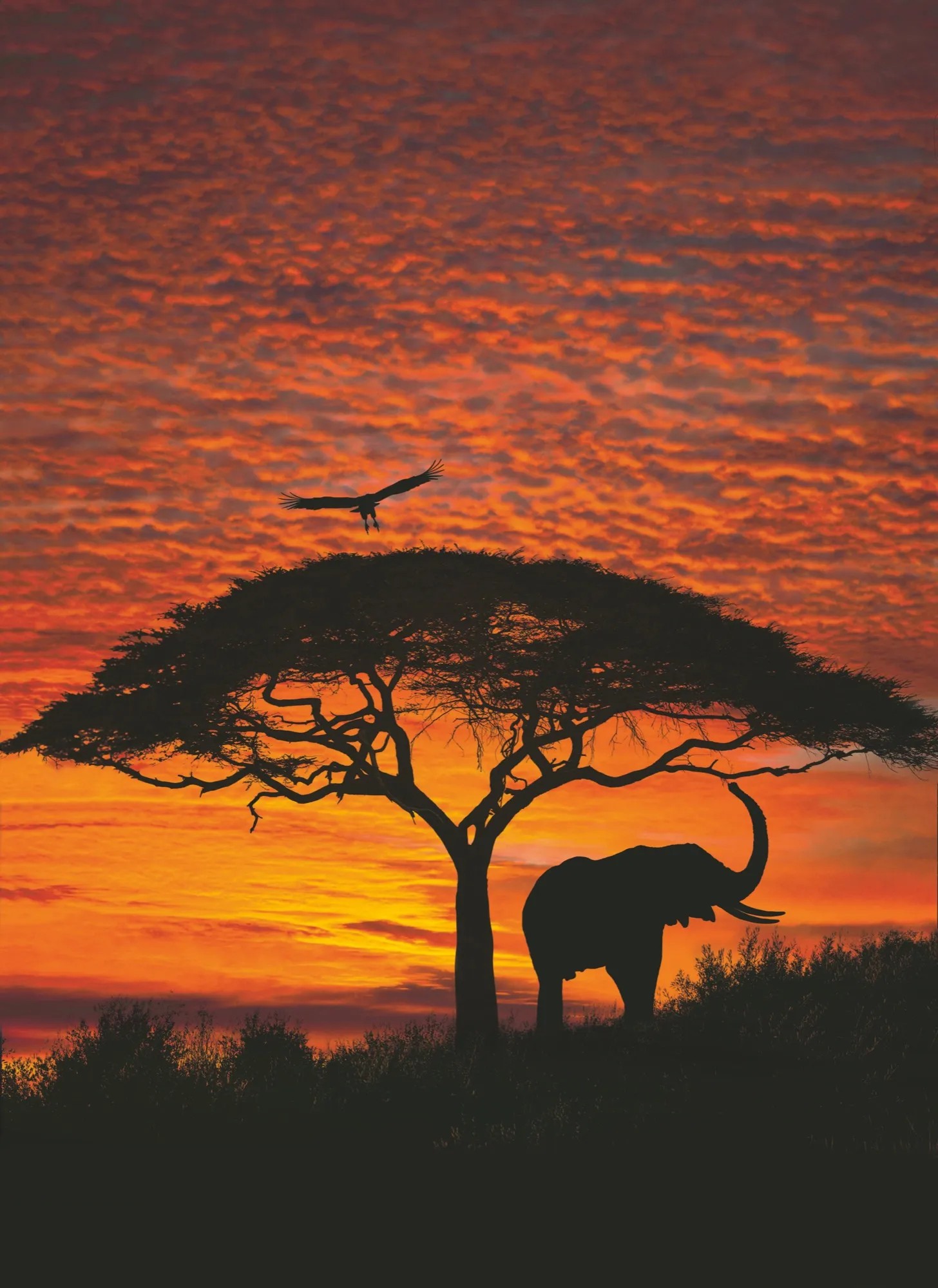 Komar fotótapéta African Sunset 194 cm x 270 cm FSC Komar fotótapéta African Sunset 194 cm x 270 cm FSC