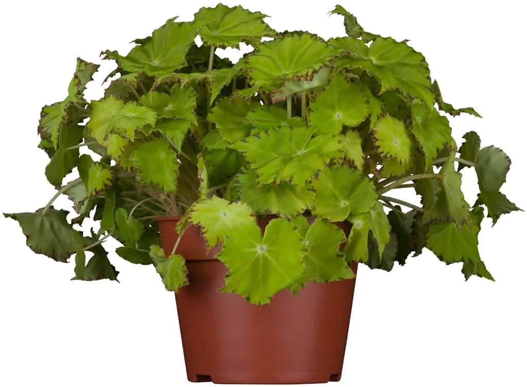 GROW by OBI Heuchera cserépben, zöld dísznövény barna cserépben. GROW by OBI Heuchera cserépben, zöld dísznövény barna cserépben.
