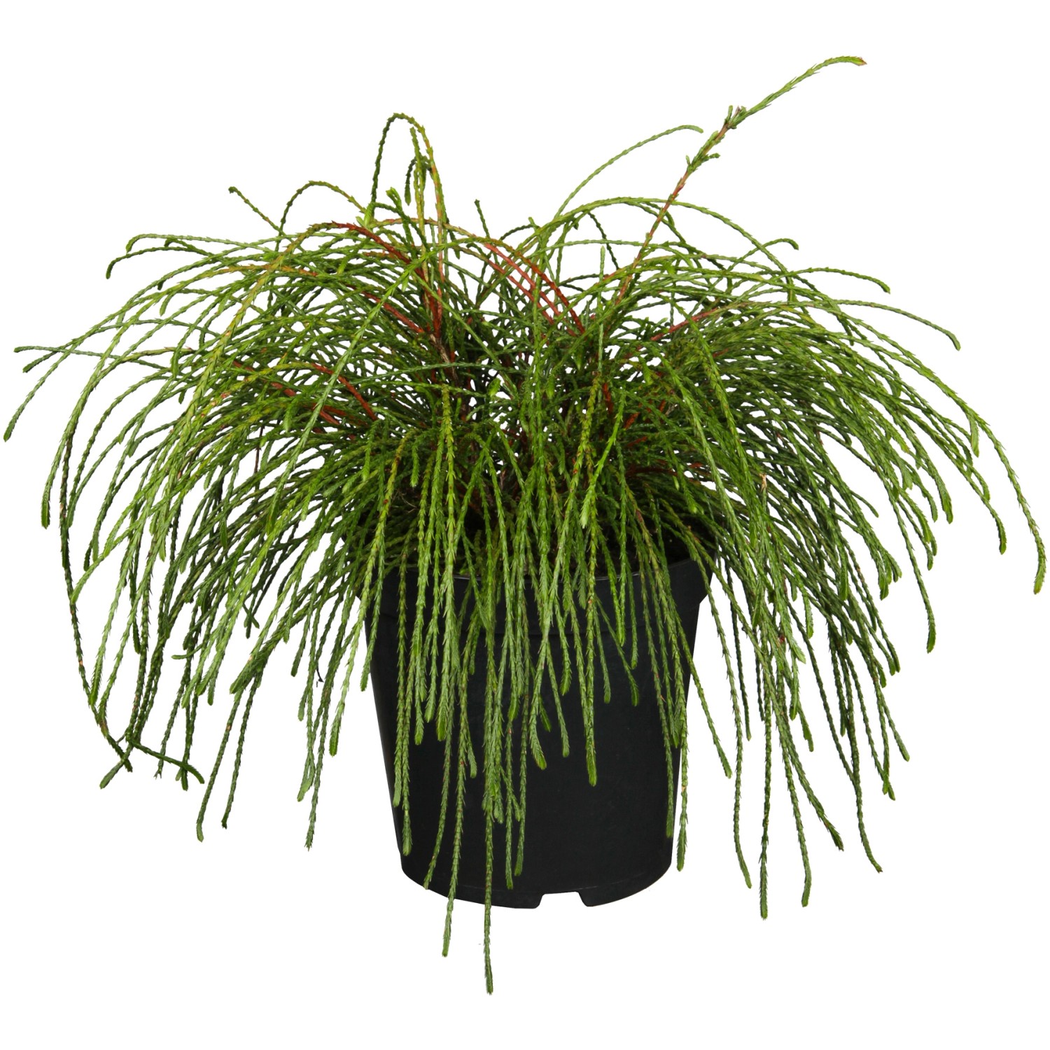 OBI Whipcord fonalas tuja kb. 20 cm - 30 cm cserép kb. 2 l Thuja OBI Whipcord fonalas tuja kb. 20 cm - 30 cm cserép kb. 2 l Thuja
