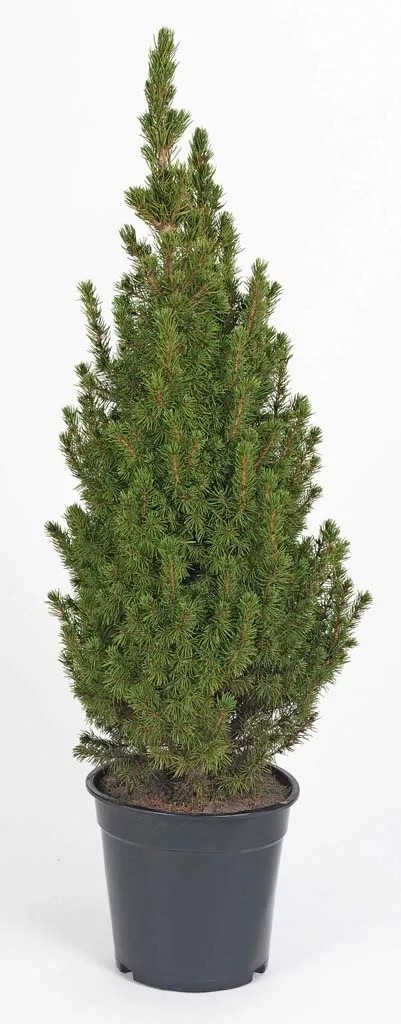 Cukorsüvegfenyő Cukorsüvegfenyő