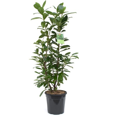 OBI balkáni babérmeggy "Novita" magasság kb. 100 cm cserép kb. 10 l OBI balkáni babérmeggy "Novita" magasság kb. 100 cm cserép kb. 10 l