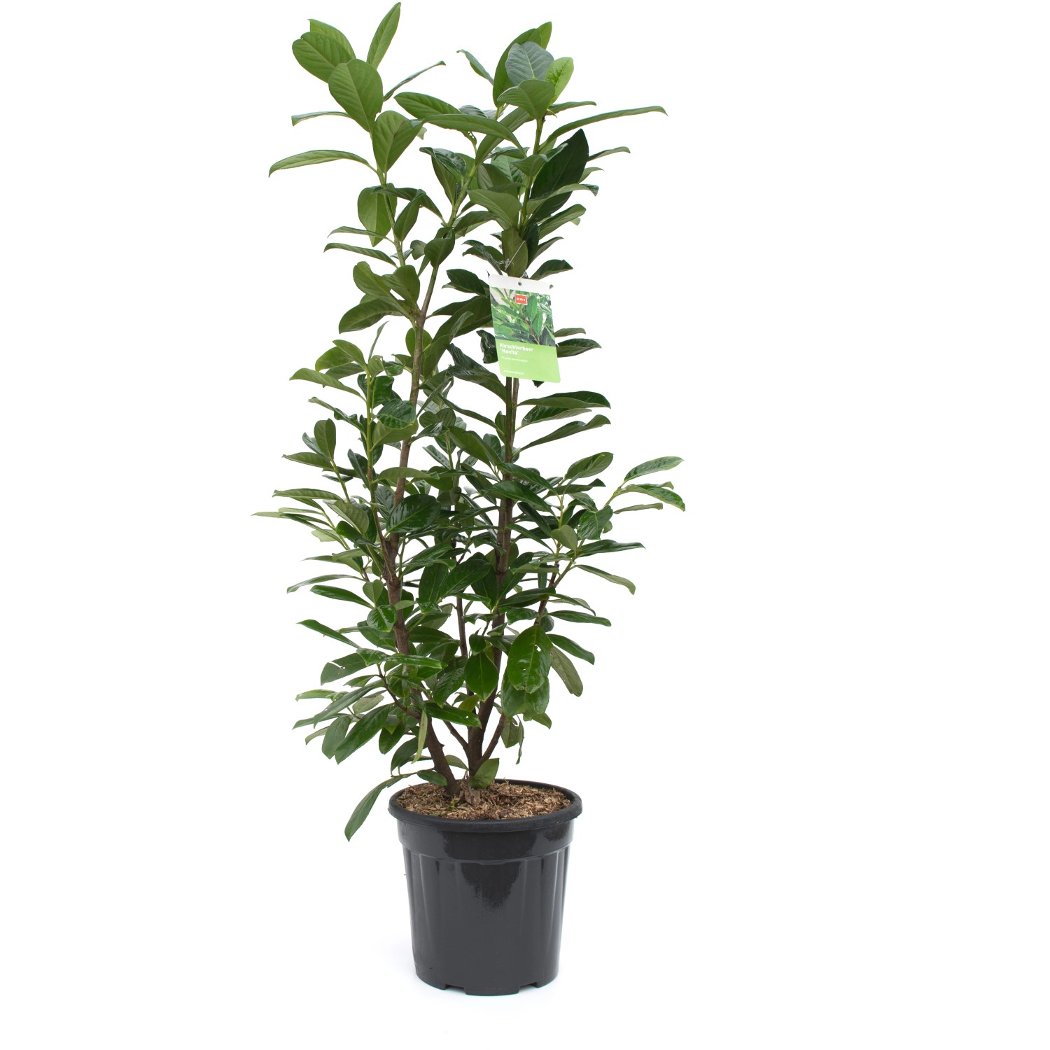 OBI balkáni babérmeggy "Novita" magasság kb. 100 cm cserép kb. 10 l OBI balkáni babérmeggy "Novita" magasság kb. 100 cm cserép kb. 10 l