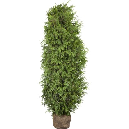 "Brabant" tuja készlet 20 darab magasság kb. 180-200 cm bálaáru Thuja "Brabant" tuja készlet 20 darab magasság kb. 180-200 cm bálaáru Thuja