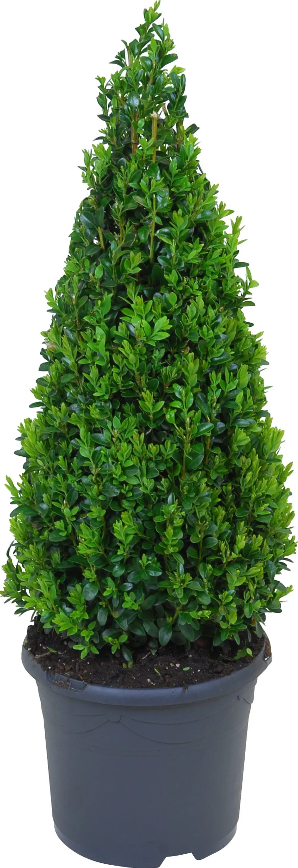 Buxus piramis cserépben, kb. 50-60 cm magas, ideális formázáshoz. Buxus piramis cserépben, kb. 50-60 cm magas, ideális formázáshoz.