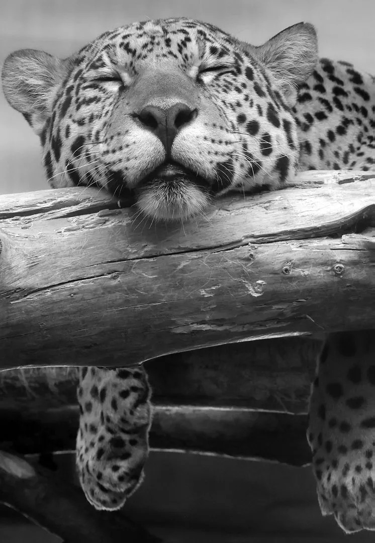 Jaguar 1 - Retro-Gift Nagy táblakép 39 cm x 27 cm Jaguar 1 - Retro-Gift Nagy táblakép 39 cm x 27 cm