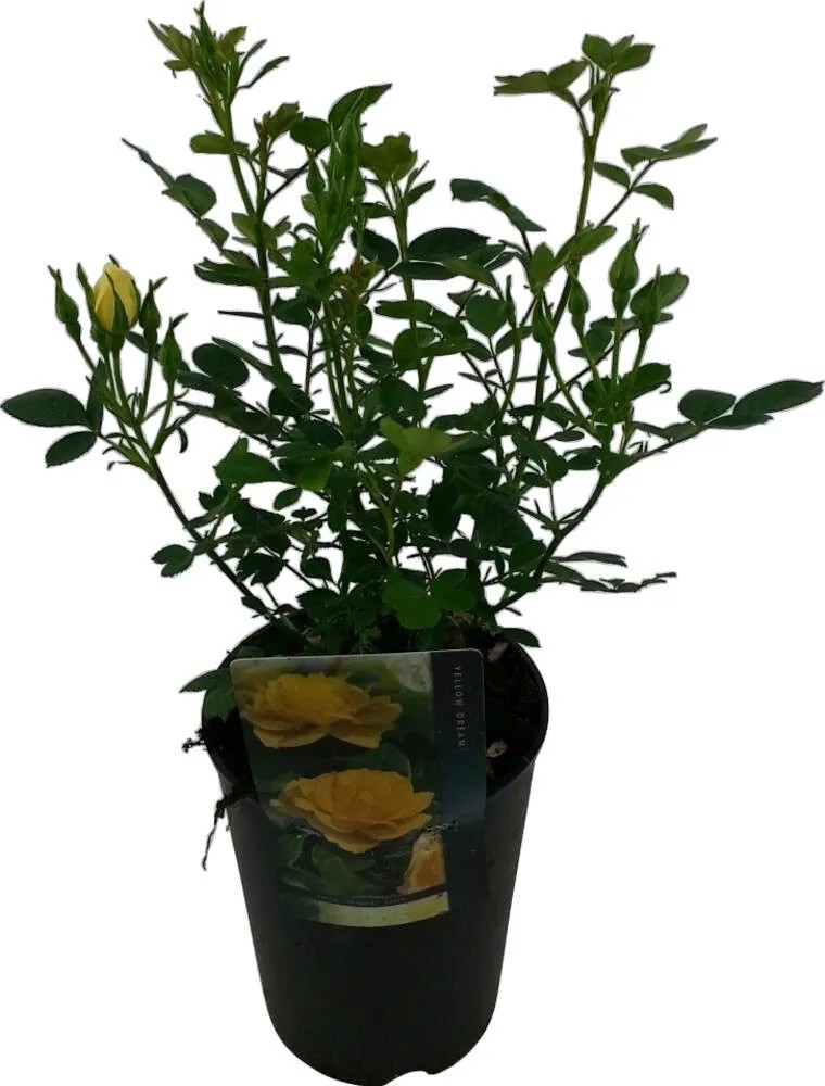 Futórózsa cserépátmérő kb. 19 cm Futórózsa cserépátmérő kb. 19 cm