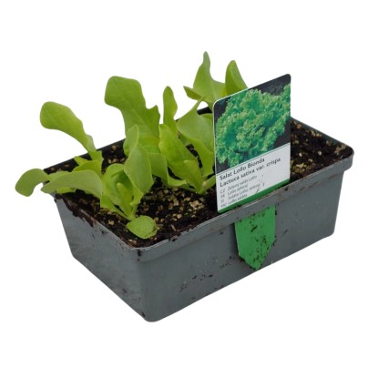 Lollo Bionda zöld saláta 6-os tál gyökérbojt Lactuca sativa var. Crispa Lollo Bionda zöld saláta 6-os tál gyökérbojt Lactuca sativa var. Crispa