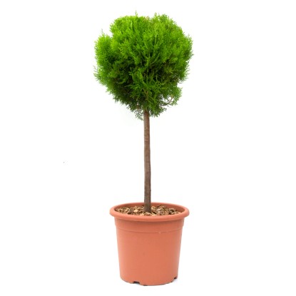 Mini törzsű fa cserépben, kb. 80 cm magas, többféle változatban kapható. Mini törzsű fa cserépben, kb. 80 cm magas, többféle változatban kapható.