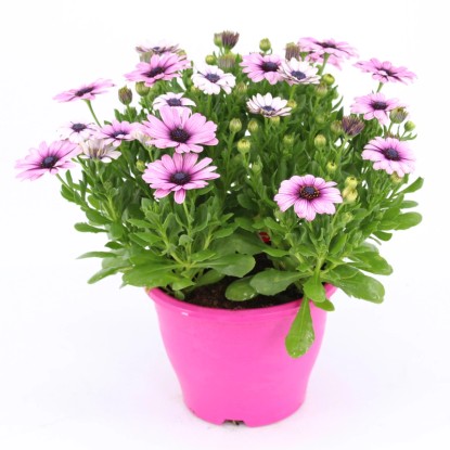 Cseppecskevirág színes mag. kb. 30 cm - 45 cm cserép 19 cm Osteospermum hybride Cseppecskevirág színes mag. kb. 30 cm - 45 cm cserép 19 cm Osteospermum hybride