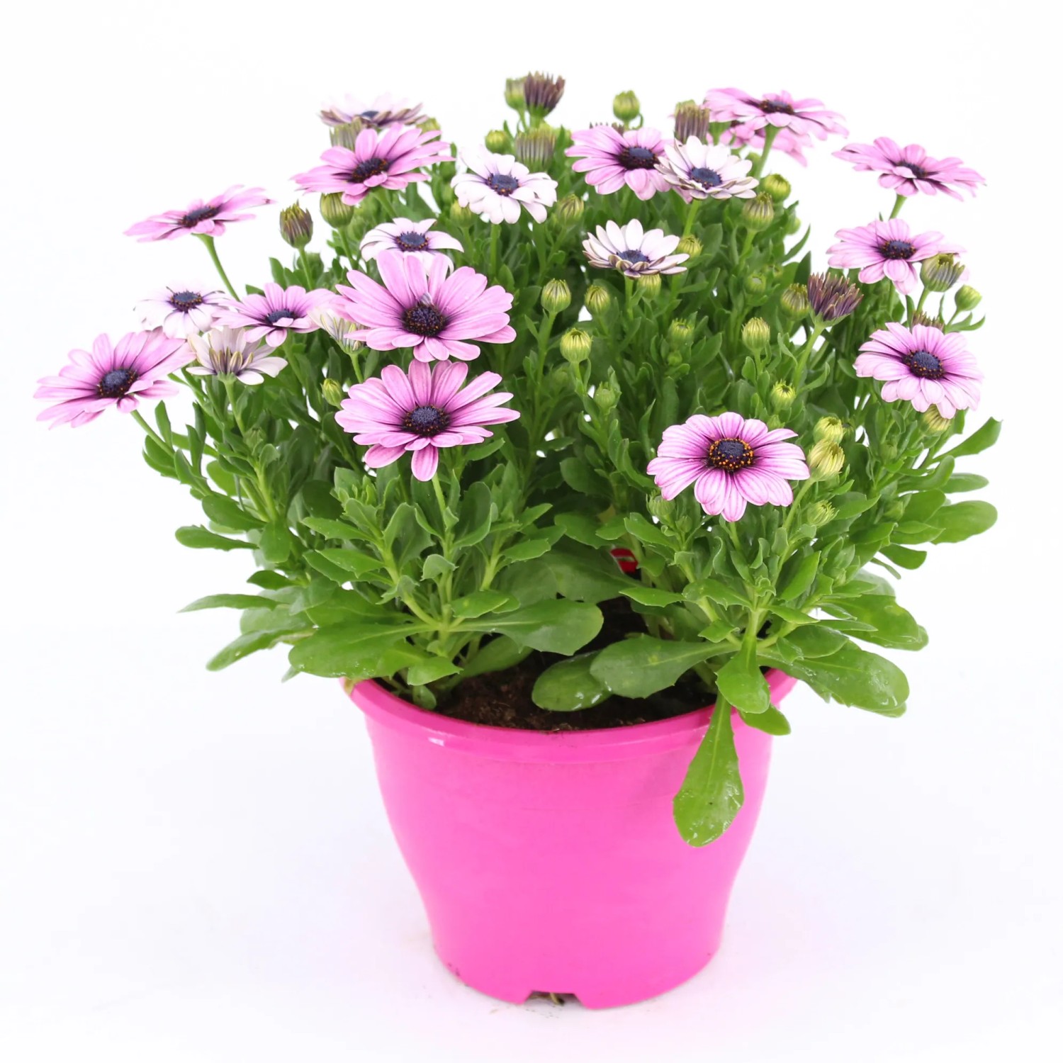 Cseppecskevirág színes mag. kb. 30 cm - 45 cm cserép 19 cm Osteospermum hybride Cseppecskevirág színes mag. kb. 30 cm - 45 cm cserép 19 cm Osteospermum hybride