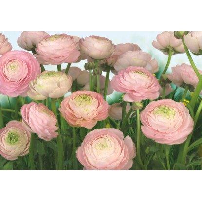 Komar fotótapéta Gentle Rose 368 cm x 254 cm FSC Komar fotótapéta Gentle Rose 368 cm x 254 cm FSC