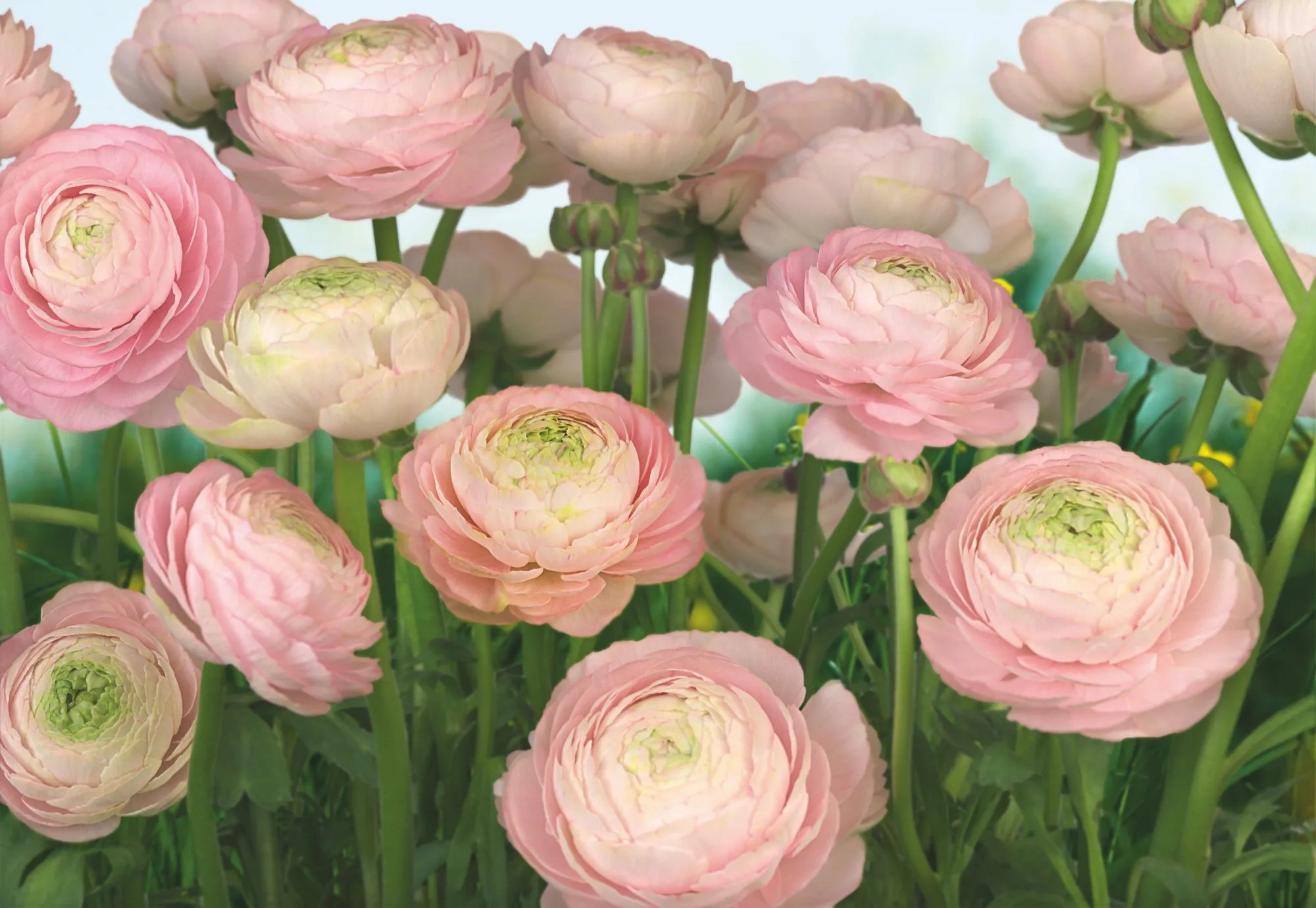 Komar fotótapéta Gentle Rose 368 cm x 254 cm FSC Komar fotótapéta Gentle Rose 368 cm x 254 cm FSC