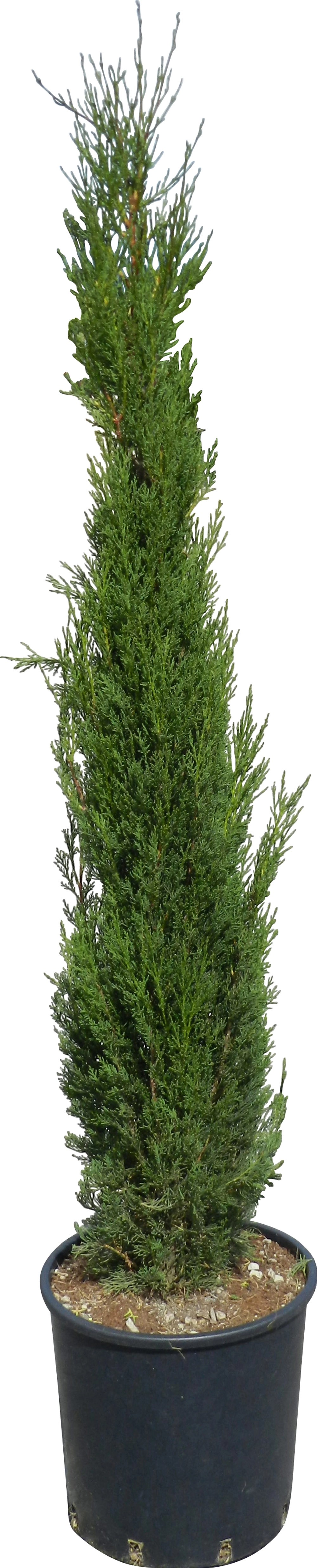OBI európai ciprus "Pyramidalis" magassága kb. 160 cm cserepe kb. 15 l Cupressus OBI európai ciprus "Pyramidalis" magassága kb. 160 cm cserepe kb. 15 l Cupressus