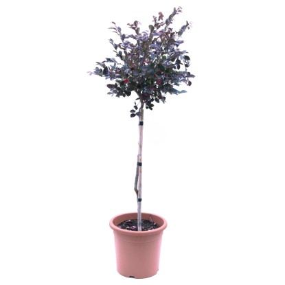 Mini törzses növény választék cserépben, kb. 80 cm magas. Ideális erkélyre és teraszra. Mini törzses növény választék cserépben, kb. 80 cm magas. Ideális erkélyre és teraszra.