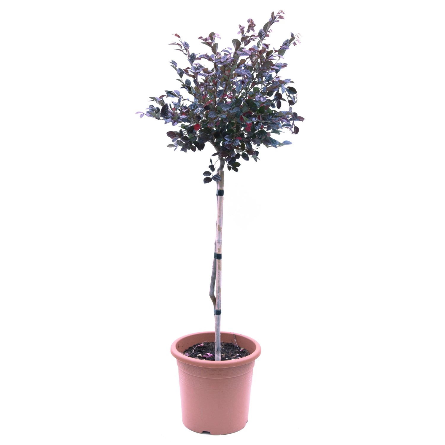 Mini törzses növény választék cserépben, kb. 80 cm magas. Ideális erkélyre és teraszra. Mini törzses növény választék cserépben, kb. 80 cm magas. Ideális erkélyre és teraszra.