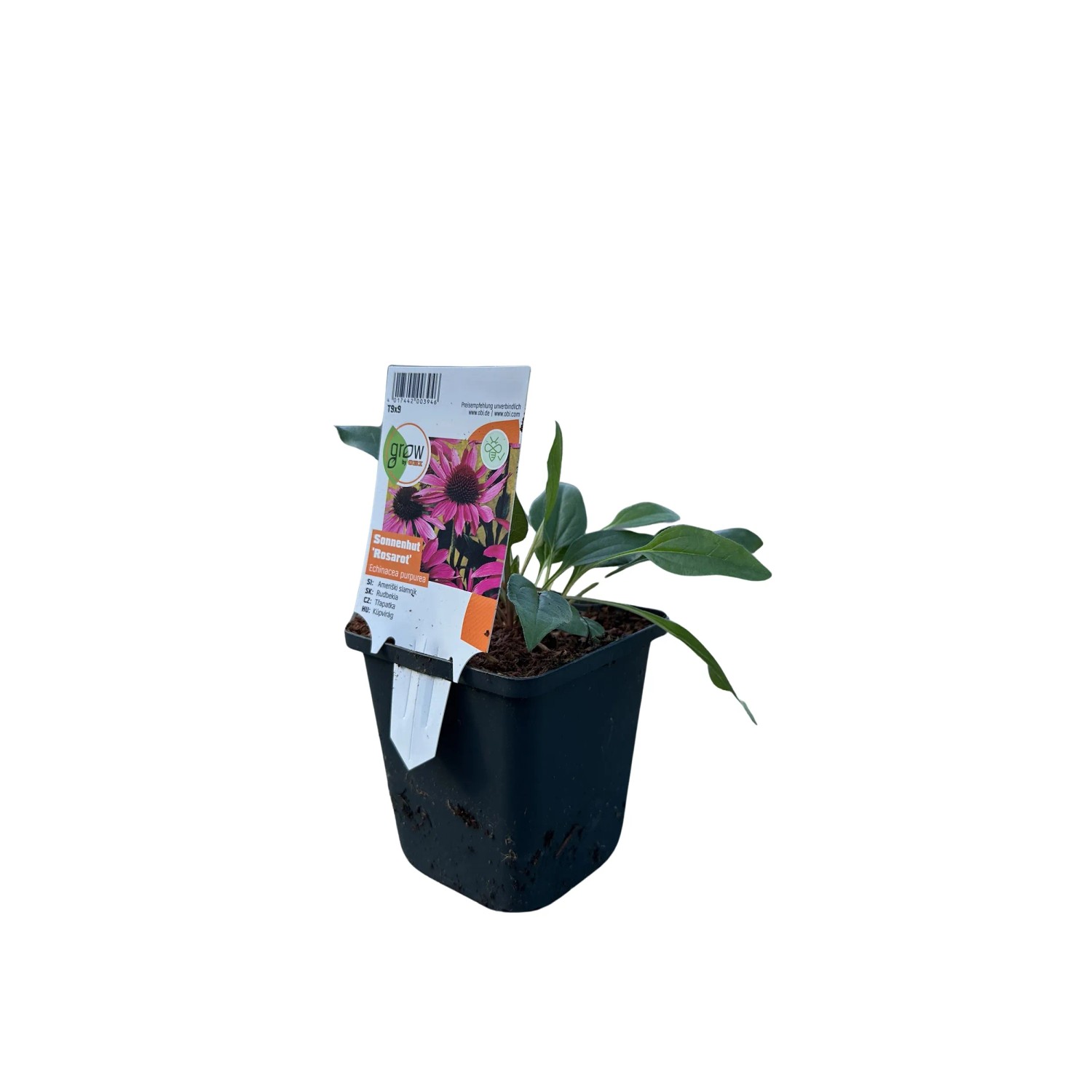 OBI kasvirág piros cserépátmérő: kb. 9 cm x 9 cm Echinacea OBI kasvirág piros cserépátmérő: kb. 9 cm x 9 cm Echinacea