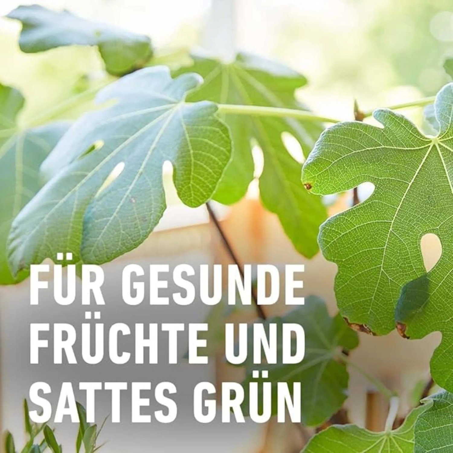 Citrusnövény zöld levelei, Compo Bio citrusnövény-tápoldattal táplálva. Citrusnövény zöld levelei, Compo Bio citrusnövény-tápoldattal táplálva.