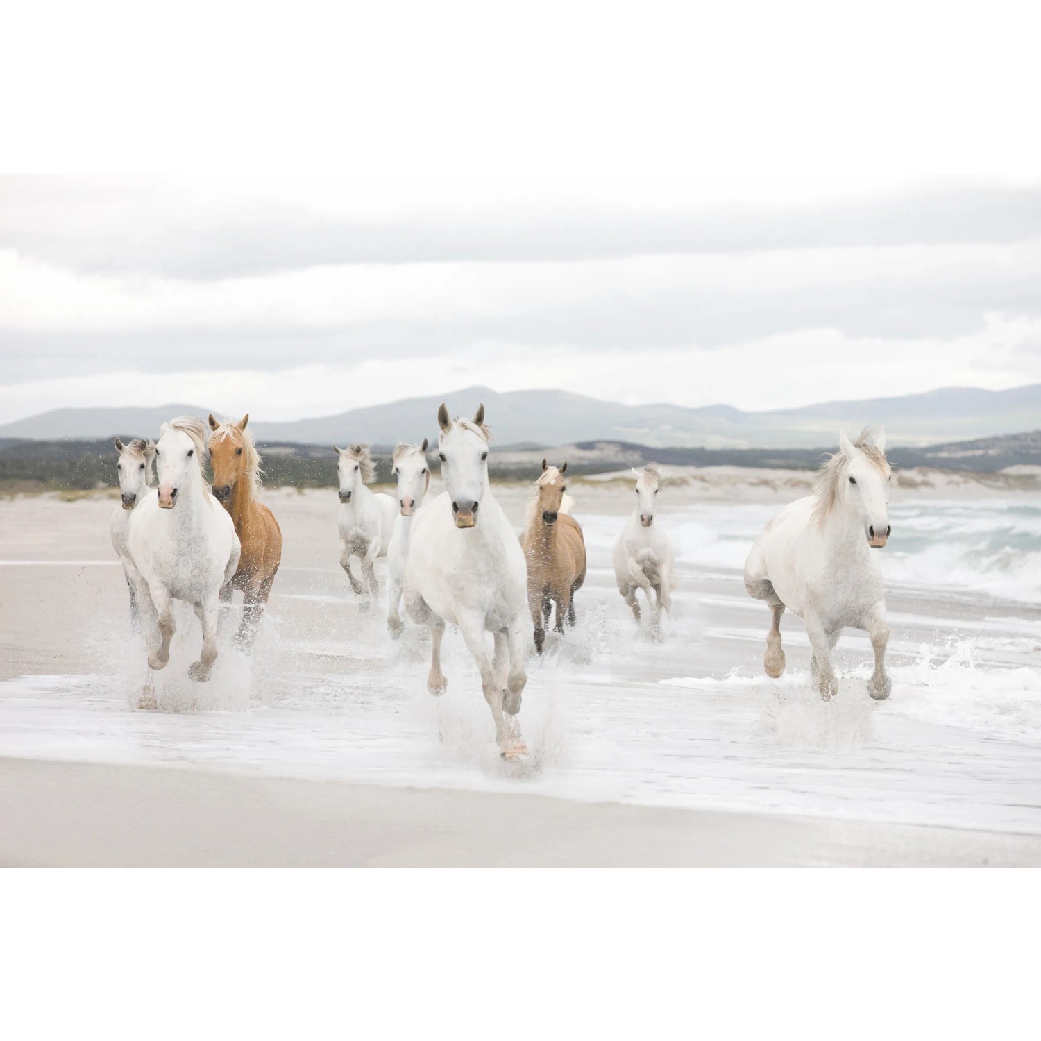 Komar fotótapéta White Horses 368 cm x 254 cm FSC® Komar fotótapéta White Horses 368 cm x 254 cm FSC®