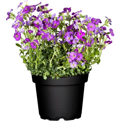 Ibolyakék pázsitviola cserépben, Aubrieta gracilis lila virágokkal, kb. 13 cm-es cserépátmérő. Ibolyakék pázsitviola cserépben, Aubrieta gracilis lila virágokkal, kb. 13 cm-es cserépátmérő.