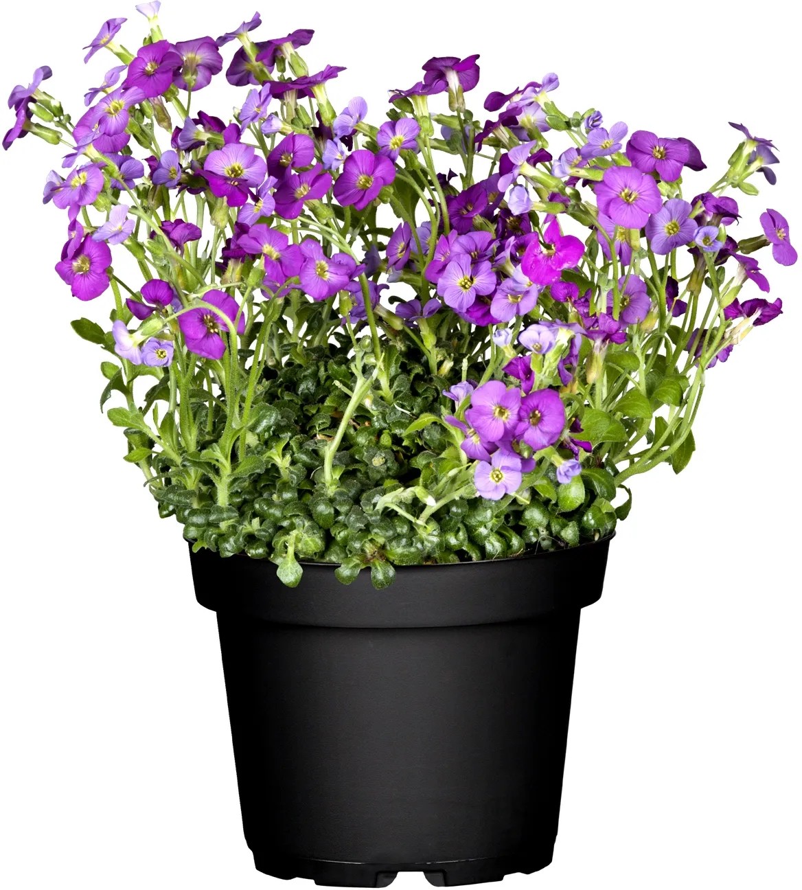 Ibolyakék pázsitviola cserépben, Aubrieta gracilis lila virágokkal, kb. 13 cm-es cserépátmérő. Ibolyakék pázsitviola cserépben, Aubrieta gracilis lila virágokkal, kb. 13 cm-es cserépátmérő.