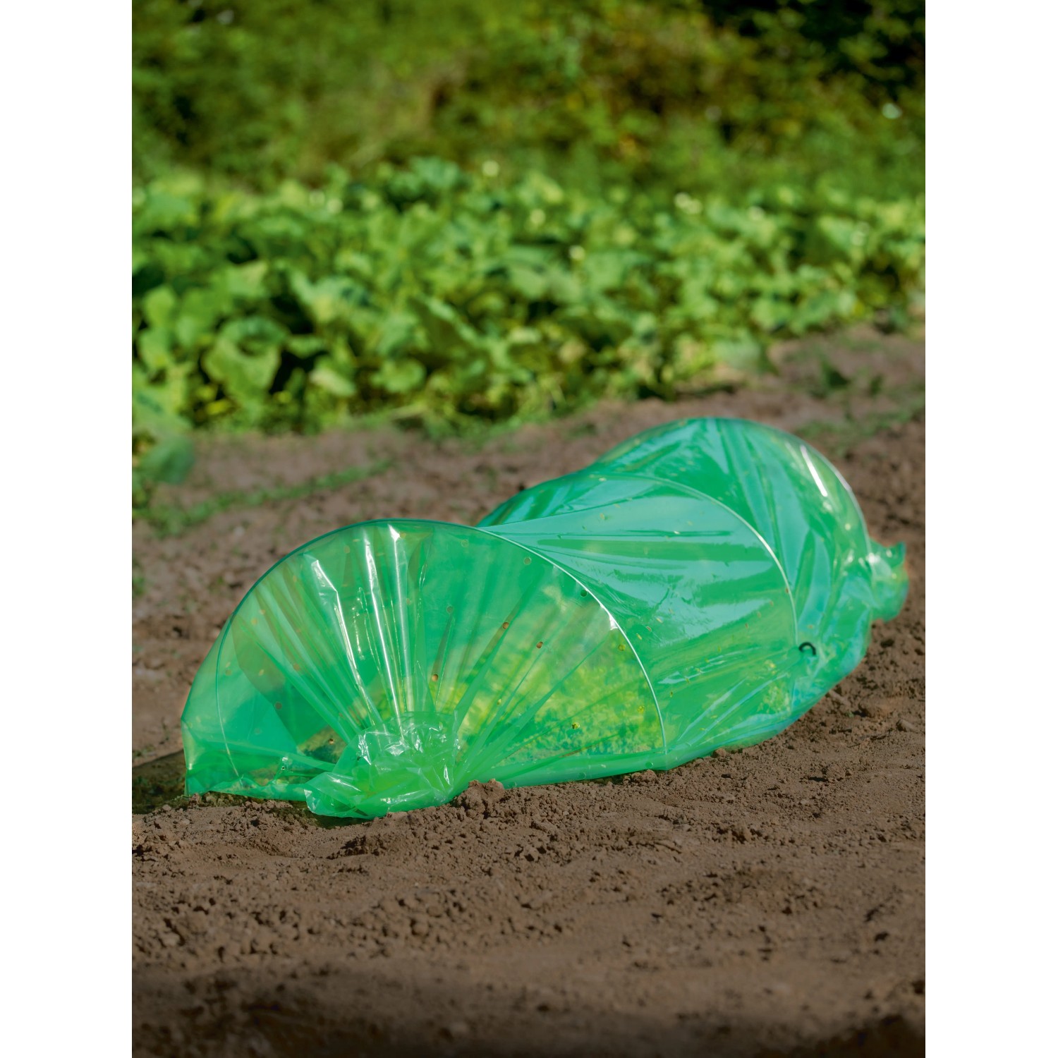 Zöld fólia alagút 1,2 m x 3 m védi a növényeket a kerti ágyásban. Zöld fólia alagút 1,2 m x 3 m védi a növényeket a kerti ágyásban.