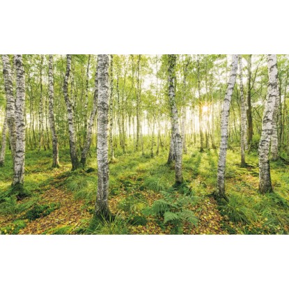 Komar nemszőtt fotótapéta Birch Trees 400 cm x 250 cm Komar nemszőtt fotótapéta Birch Trees 400 cm x 250 cm