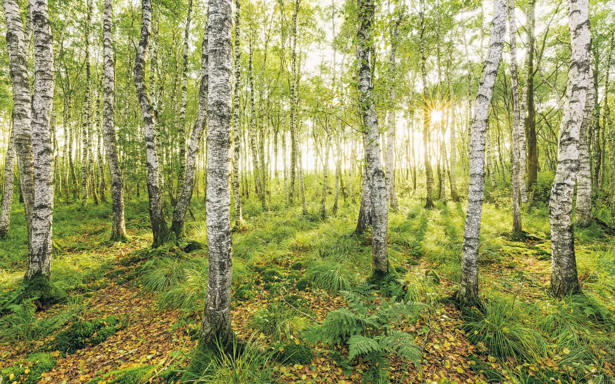 Komar nemszőtt fotótapéta Birch Trees 400 cm x 250 cm Komar nemszőtt fotótapéta Birch Trees 400 cm x 250 cm