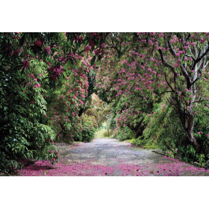Komar fotótapéta Wicklow Park 368 cm x 254 cm FSC Komar fotótapéta Wicklow Park 368 cm x 254 cm FSC
