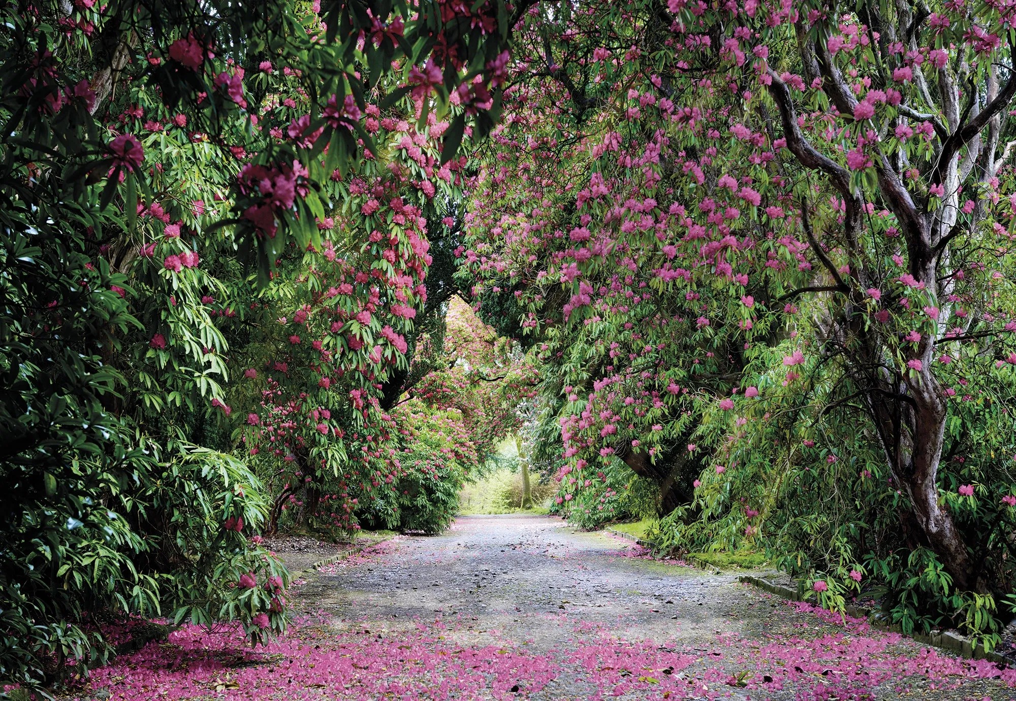 Komar fotótapéta Wicklow Park 368 cm x 254 cm FSC Komar fotótapéta Wicklow Park 368 cm x 254 cm FSC