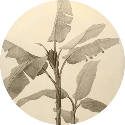 Komar nemszőtt fotótapéta Dot Banana Plant öntapadó átmérő 125 cm Komar nemszőtt fotótapéta Dot Banana Plant öntapadó átmérő 125 cm