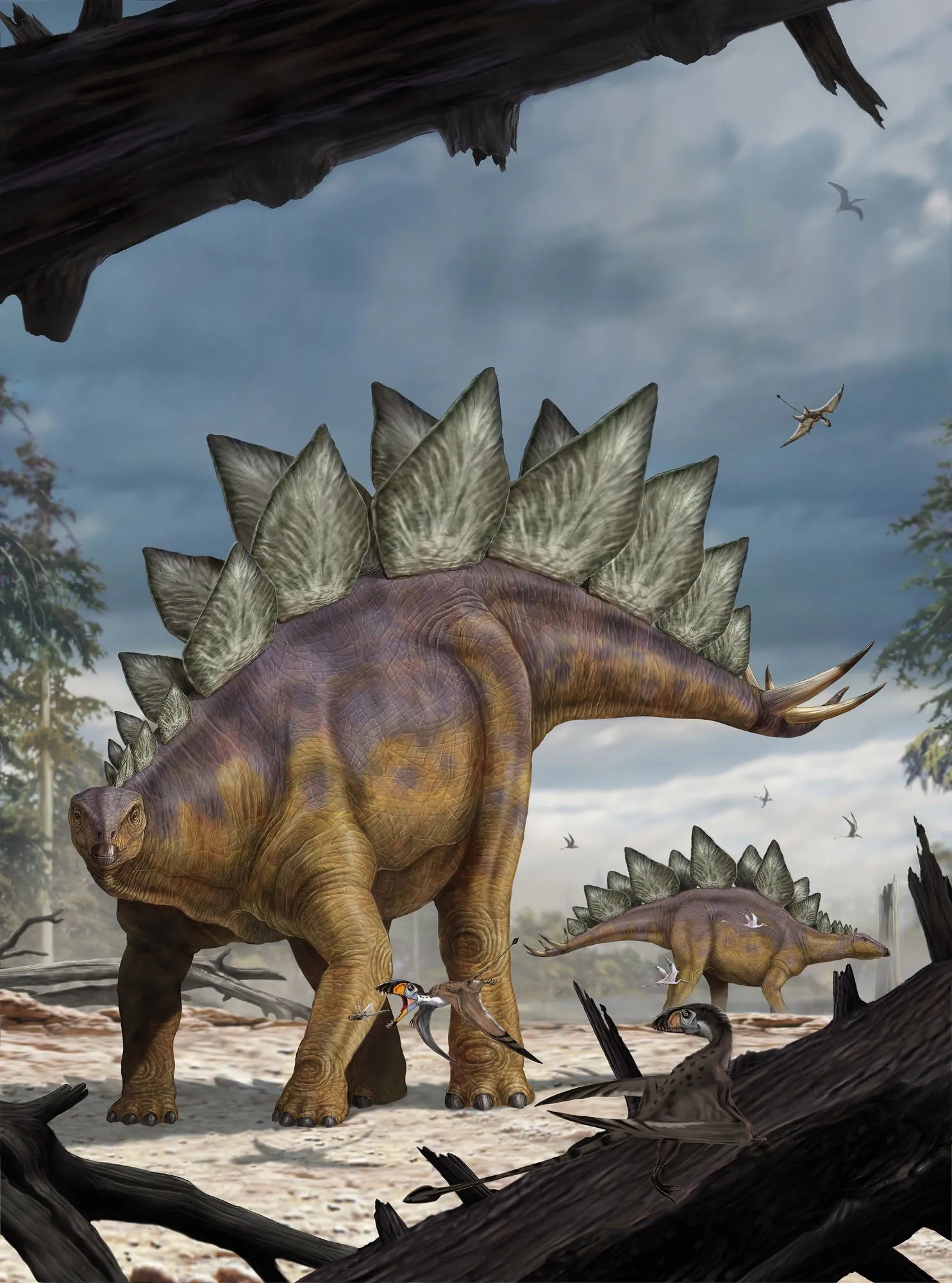 Komar vlies fotótapéta Stegosaurus 184 cm x 248 cm Komar vlies fotótapéta Stegosaurus 184 cm x 248 cm