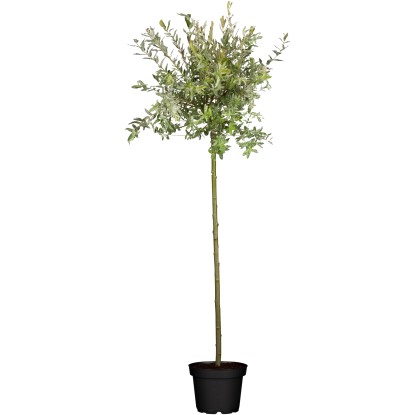 Japánfűz 'Hakuro Nishiki' cserépben, kb. 60-80 cm magas, zöld-fehér márványozott levelekkel. Japánfűz 'Hakuro Nishiki' cserépben, kb. 60-80 cm magas, zöld-fehér márványozott levelekkel.