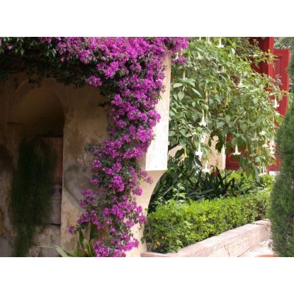 Bőséges bougainvillea lila virágokkal, falra futtatva. Bőséges bougainvillea lila virágokkal, falra futtatva.