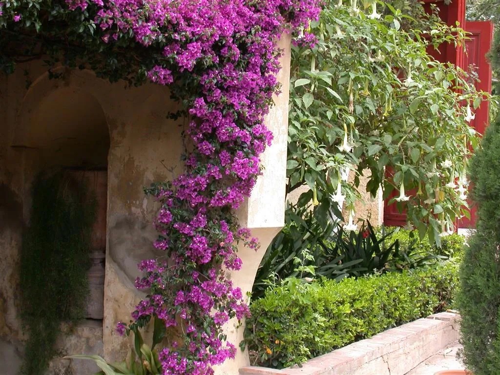 Bőséges bougainvillea lila virágokkal, falra futtatva. Bőséges bougainvillea lila virágokkal, falra futtatva.