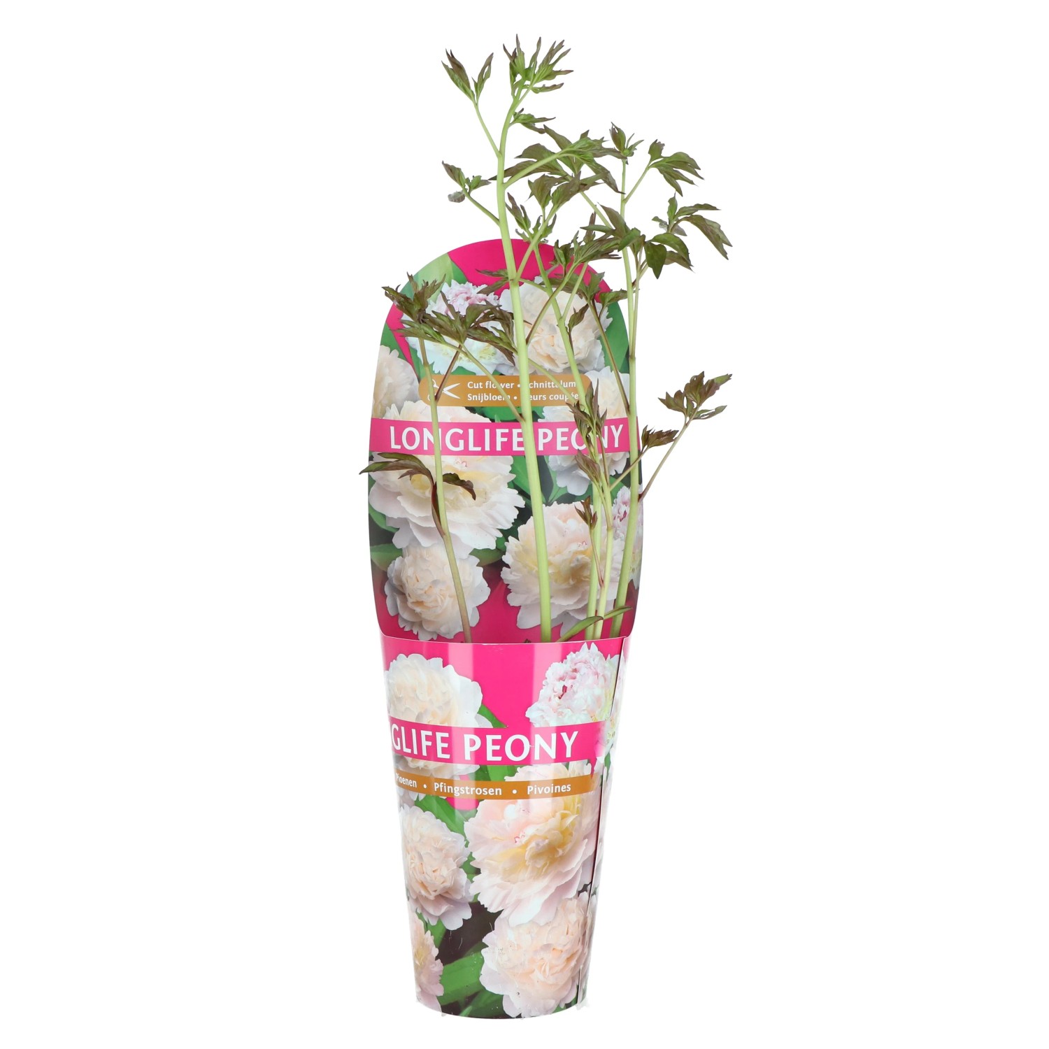 "Long Life" bazsarózsa fehér cserépátmérő kb. 14 cm Paeonia "Long Life" bazsarózsa fehér cserépátmérő kb. 14 cm Paeonia