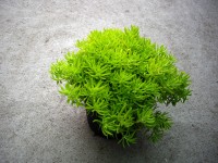 Varjúháj (Sedum) 14 cm