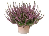 Csarab cserépátmérő: kb. 9,5 cm Csarab cserépátmérő: kb. 9,5 cm