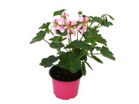 Futómuskátli prémium rózsaszín Futómuskátli prémium rózsaszín