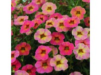 Dúsvirágú petúnia (Calibrachoa 