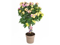 GROW by OBI sétányrózsa törzs violaszínű magasság kb. 80 cm Lantana camara