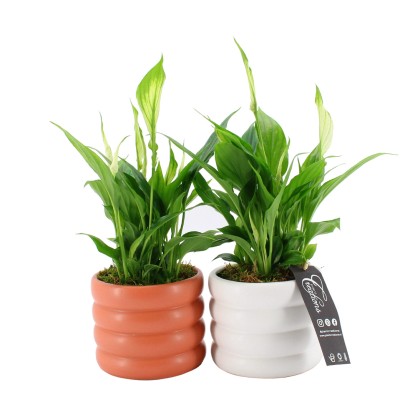 Vitorlavirág kerámia edényben mag. kb. 30 cm cserépát. kb. 12 cm Spathiphyllum