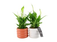 Vitorlavirág kerámia edényben mag. kb. 30 cm cserépát. kb. 12 cm Spathiphyllum