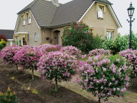 OBI törpe orgona OBI törpe orgona