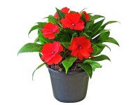 Nebáncsvirág (Impatiens New Guinea.) kb.: 10,5 cm-es cserépben
