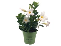 Bokros brazil tölcsérjázmin fehér cserépátmérő kb. 12 cm Mandevilla sanderi Bokros brazil tölcsérjázmin fehér cserépátmérő kb. 12 cm Mandevilla sanderi
