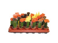 Kaktusz oltott magasság kb. 10-15 cm cserépátmérő kb. 5,5 cm válogatás