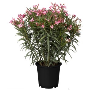 Oleander bokor (Nerium oleander) cserépben rózsaszín virágokkal, kb. 125-150 cm magas, tavaszi ültetéshez.