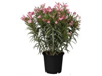 Leanderbokor magasság kb. 125-150 cm cserépátmérő kb. 40 cm Nerium oleander