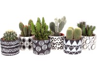 Kaktusz kerámia cserépben Kaktusz kerámia cserépben